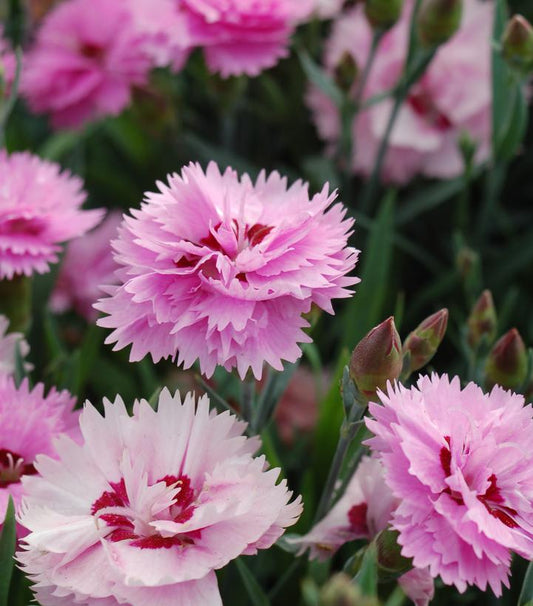 DIANTHUS EVERLAST `LAVENDER EYE`