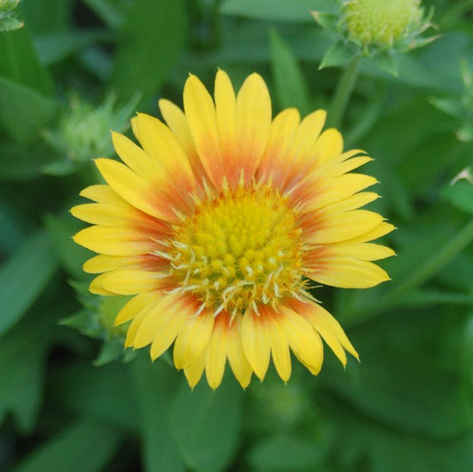 GAILLARDIA `ARIZONA APRICOT`