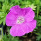 GERANIUM SANGUINEUM `NEW HAMPSHIRE`