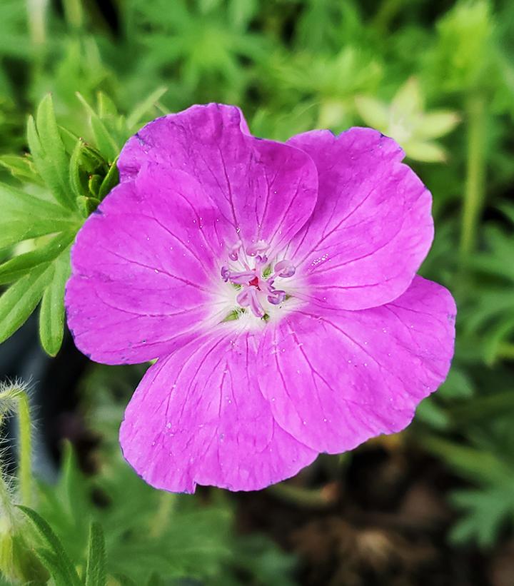 GERANIUM SANGUINEUM `NEW HAMPSHIRE`