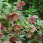 HELLEBORUS X HYB. `ROYAL HERITAGE`