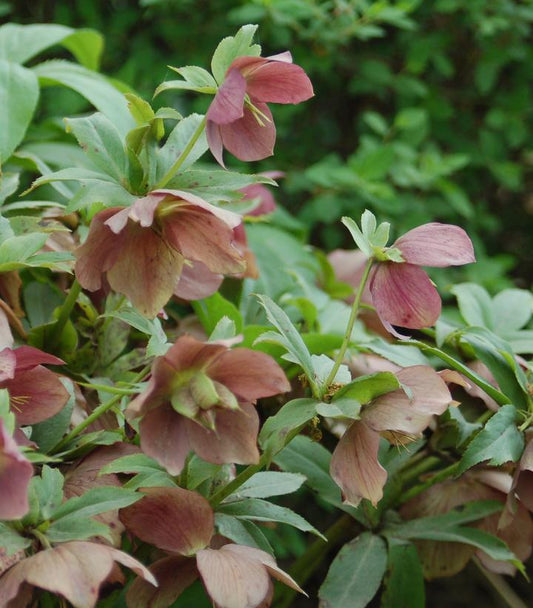 HELLEBORUS X HYB. `ROYAL HERITAGE`