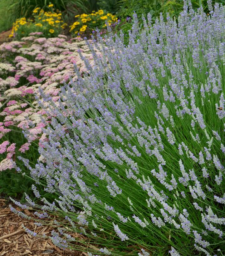 LAVANDULA X INTERMEDIA `PROVENCE`