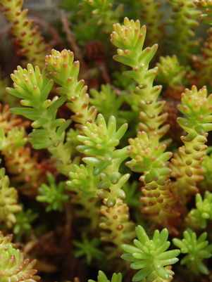 SEDUM ACRE `AUREUM` - 3`` POT