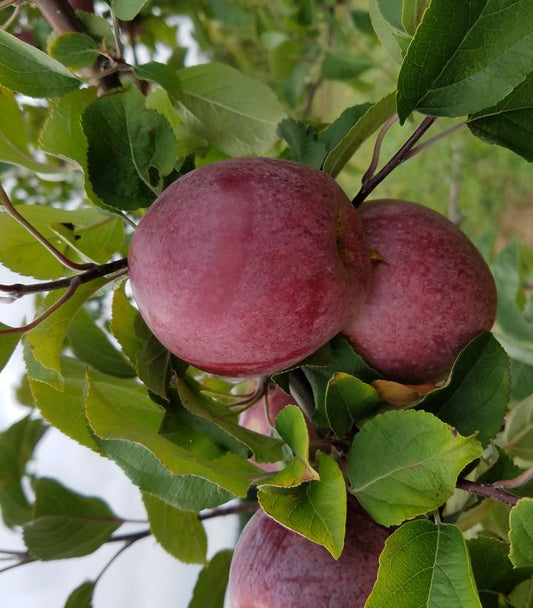 MALUS `MACOUN` (APPLE)