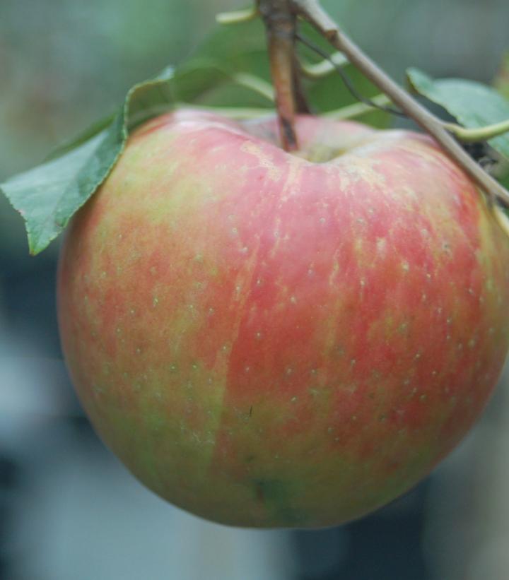 MALUS `ROYAL GALA` (APPLE)