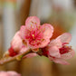 PRUNUS X `RELIANCE` PEACH
