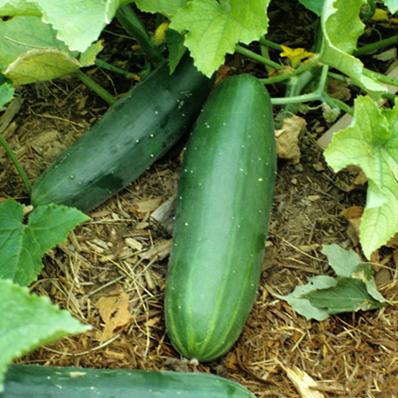 CUCUMBER `SWEET BURPLESS`
