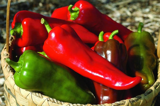 PEPPER `CARMEN` (SWEET)