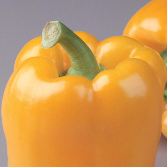 PEPPER `GOLDEN BELL` (SWEET)