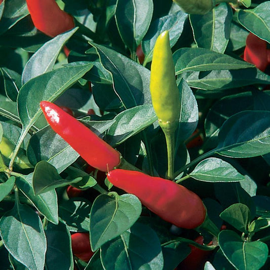 PEPPER `SUPER CHILI` (HOT)