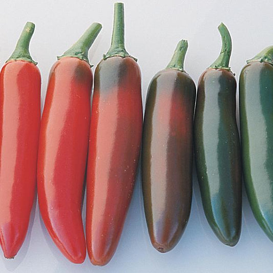 PEPPER `SERRANO DEL SOL` (HOT)