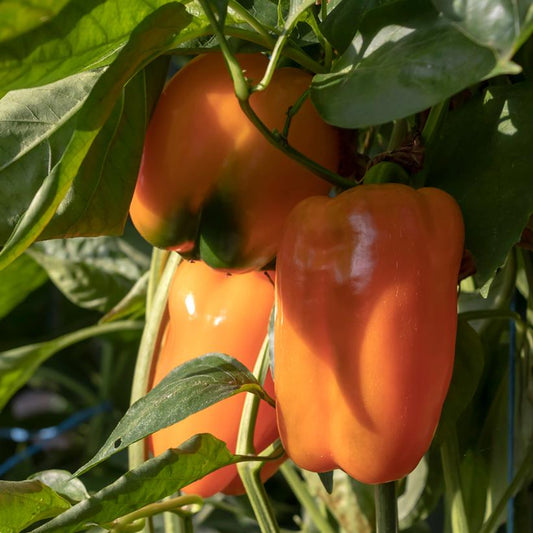 PEPPER `SWEET VALENCIA` (SWEET)