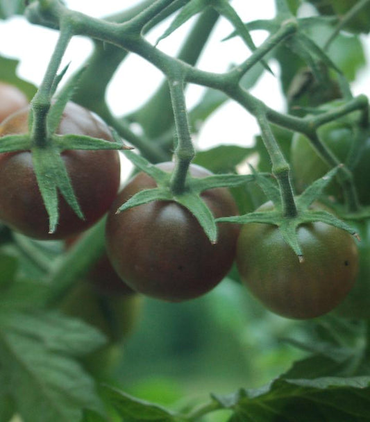 TOMATO `BLACK CHERRY` (CHERRY)