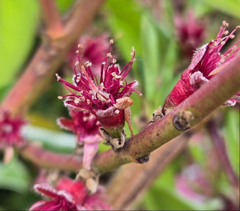 PRUNUS `GLOWINGSTAR` PEACH