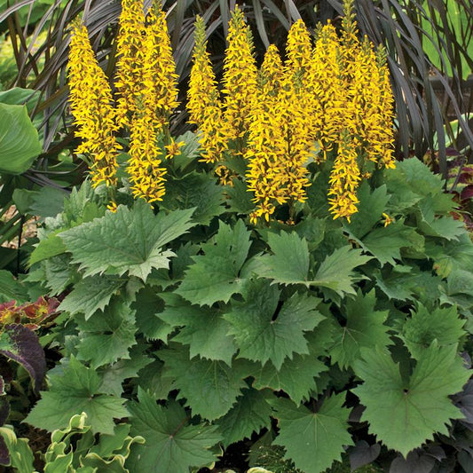 LIGULARIA `BOTTLE ROCKET`