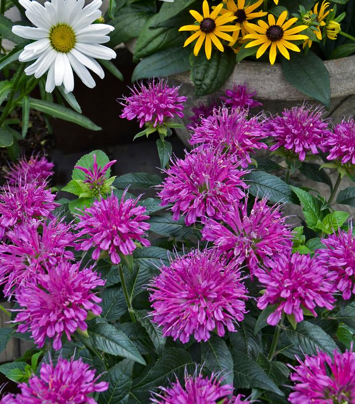 MONARDA `RASPBERRY WINE`