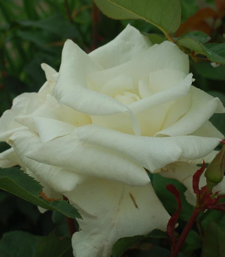 ROSA `HONOR`