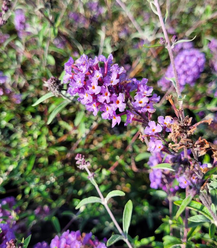 BUDDLEIA DAVIDII `NANHO BLUE`