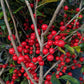 Ilex Red Sprite 3.5-4'w B&B