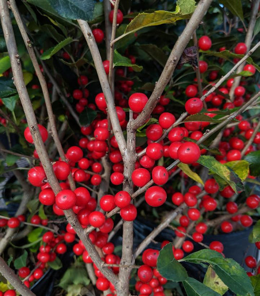 ILEX vert. Red Sprite-Winterberry holly