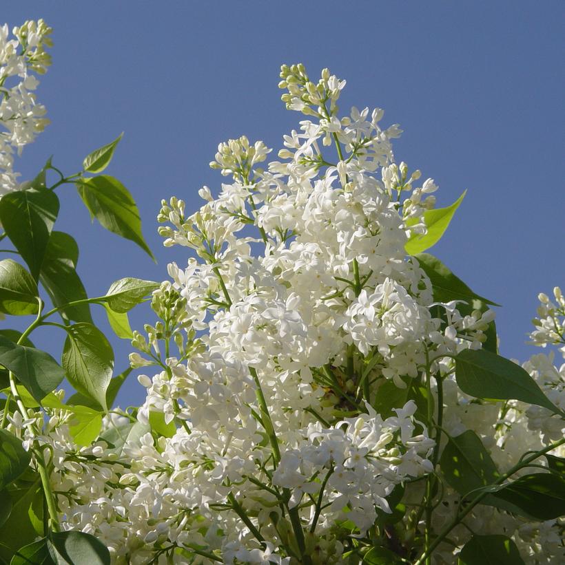 SYRINGA X HYACINTH. `ANGEL WHITE`