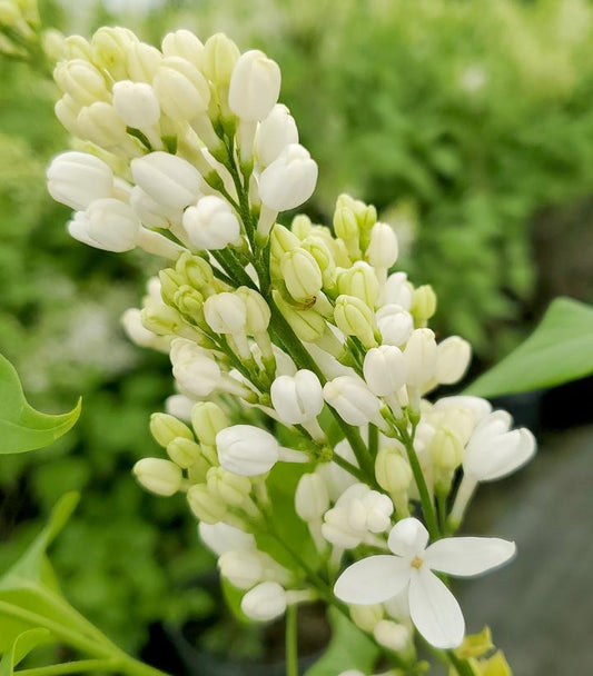 SYRINGA X HYACINTH. `ANGEL WHITE`