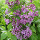 SYRINGA VULGARIS `SENSATION`