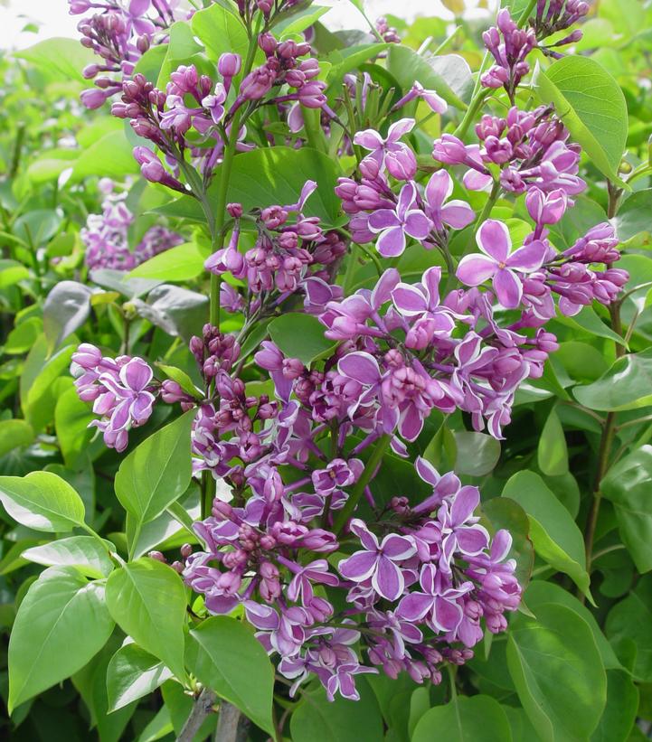 SYRINGA VULGARIS `SENSATION`