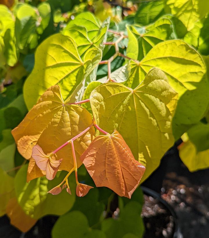 CERCIS CANADENSIS `RISING SUN`