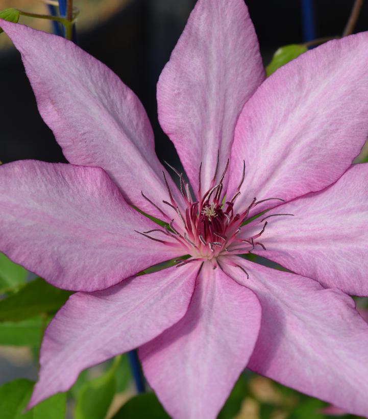 CLEMATIS `GISELLE`
