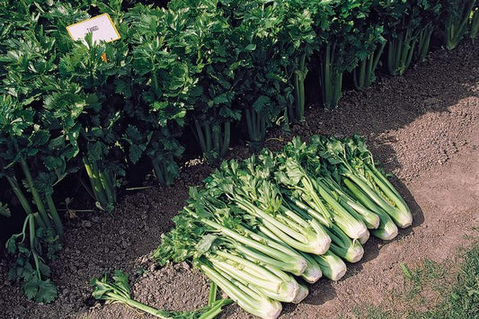 CELERY `TANGO`