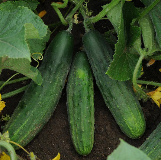 CUCUMBER `PATIO SNACKER`
