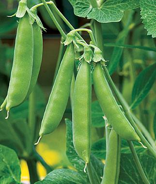 PEA `SUGAR SNAP`