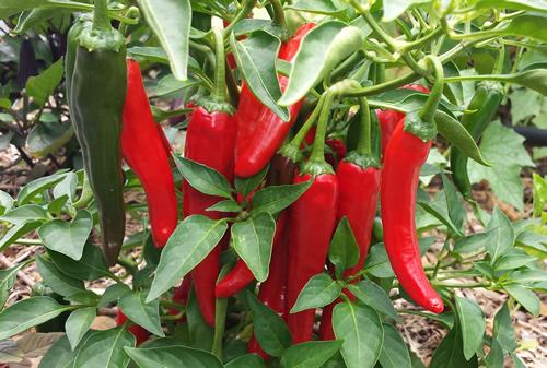 PEPPER `CAYENNETTA` (HOT)