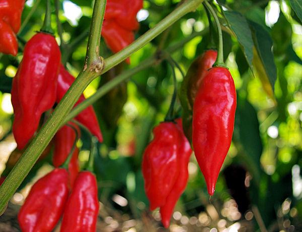 PEPPER `HOT PAPER LANTERN` (HOT)