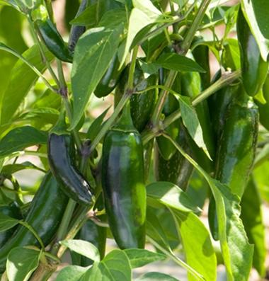 PEPPER `JALAFUEGO` (HOT)