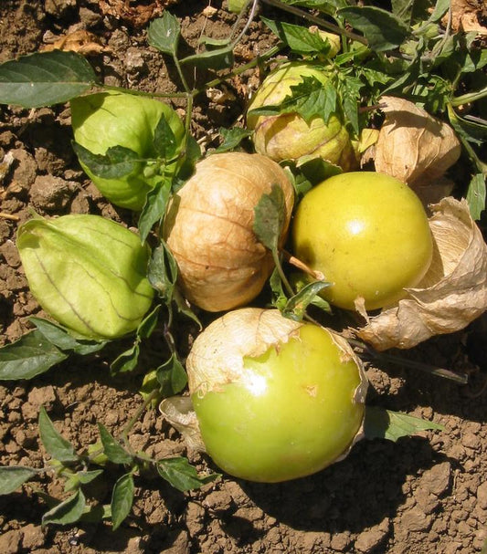 TOMATILLO `GRANDE RIO VERDE`