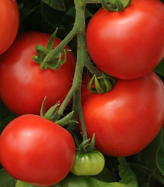 TOMATO `HOMESLICE` (SLICER)
