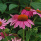 ECHINACEA PURPUREA `POW WOW WILD BERRY`