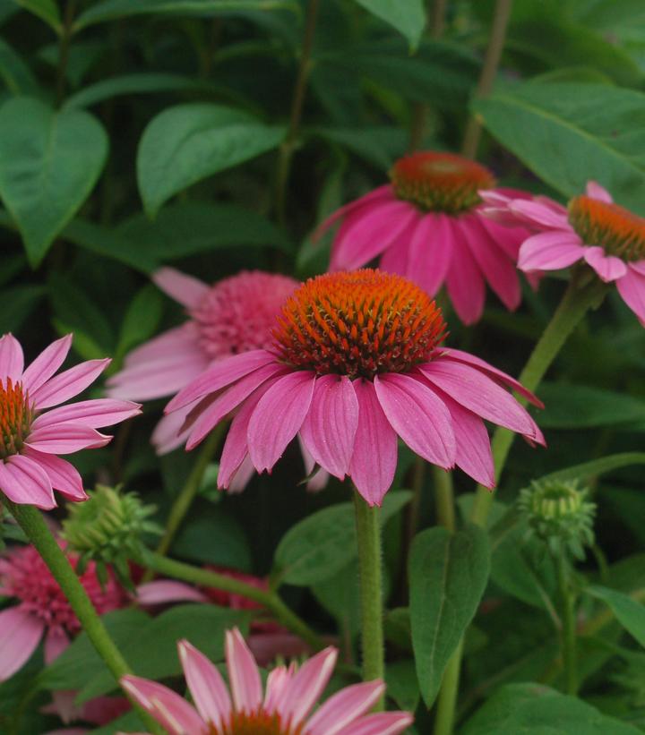 ECHINACEA PURPUREA `POW WOW WILD BERRY`