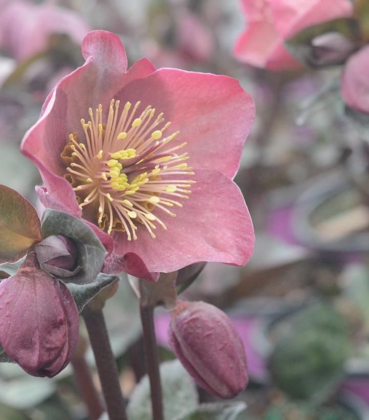 HELLEBORUS X FROSTKISS `PENNY`S PINK`