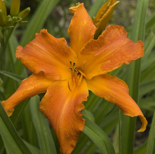 HEMEROCALLIS RAINBOW RHYTHM `PRIMAL SCREAM`