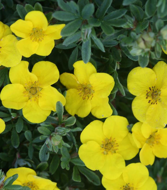 POTENTILLA FRUTICOSA HAPPY FACE `ORANGE`