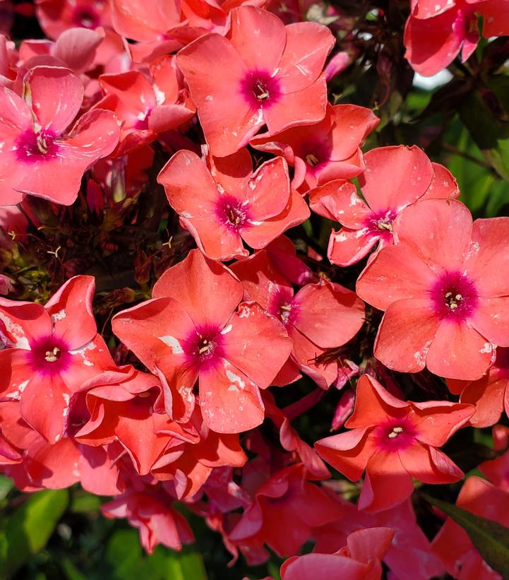 PHLOX PANICULATA `CORAL CREME DROP`