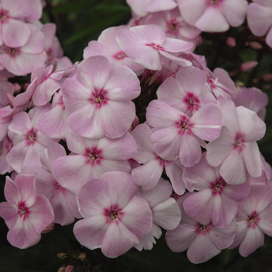 PHLOX PANICULATA `COTTON CANDY`