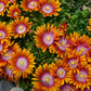 DELOSPERMA X `FIRE SPINNER` - 3`` POT