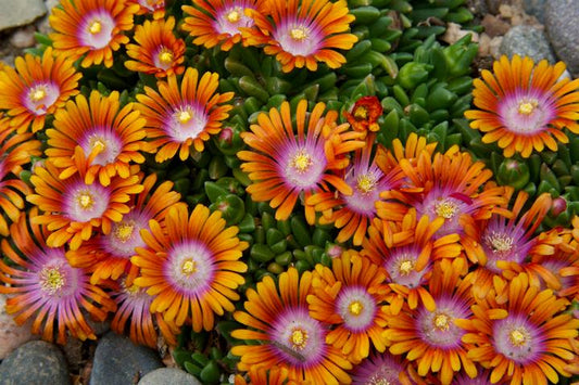 DELOSPERMA X `FIRE SPINNER` - 3`` POT