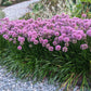 ALLIUM `COBALT MILLENIUM`