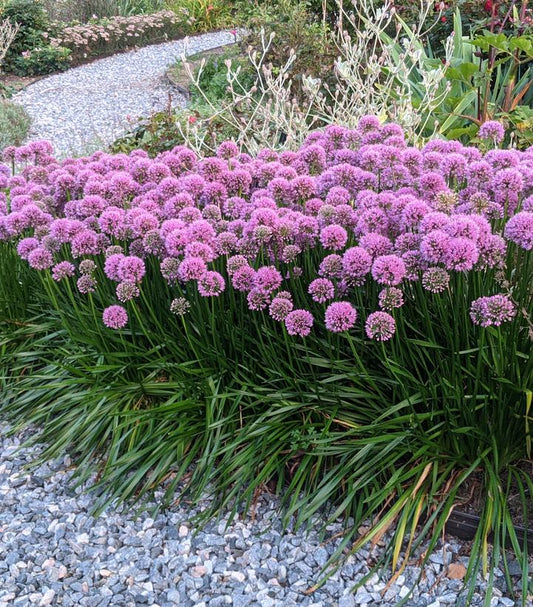 ALLIUM `COBALT MILLENIUM`